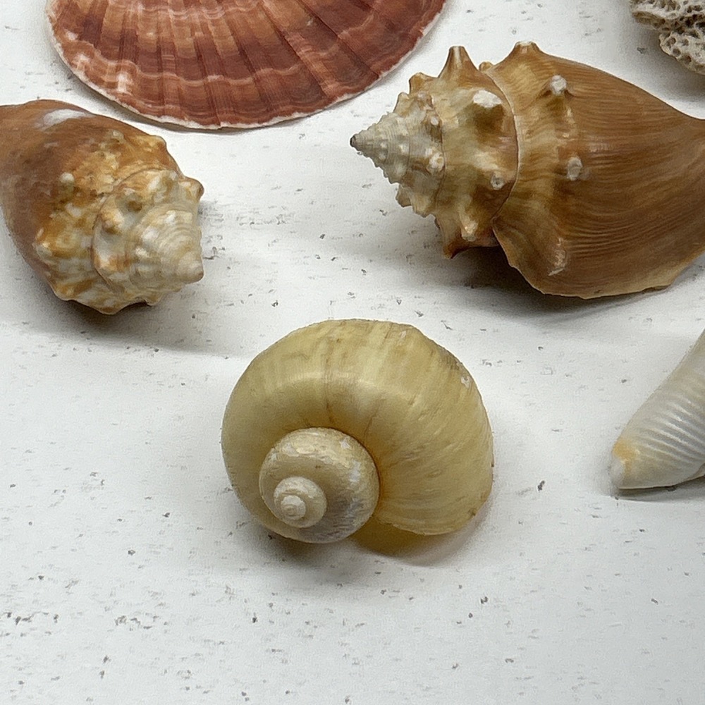 Mixed Seashell Collection Lot Conch Scallop Assorted Coastal‎ Decor - Picture 11 of 16